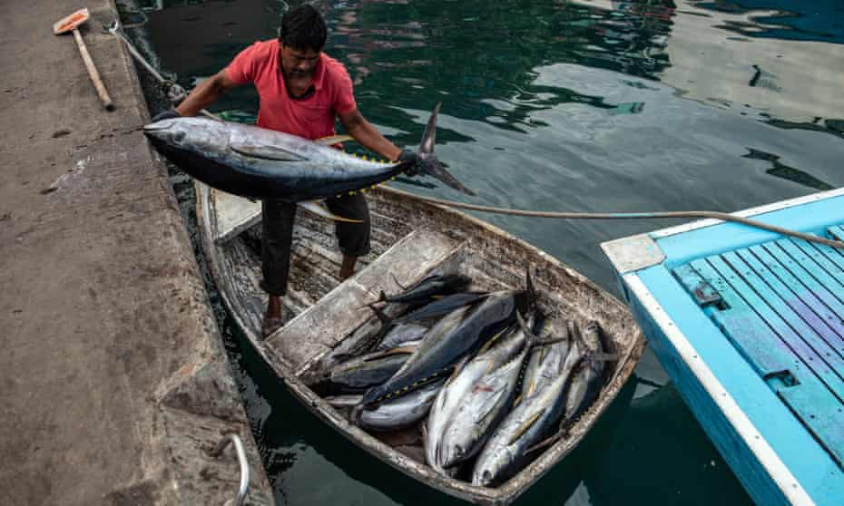 A fisherman with yellowfin tuna at Malé fish market in the Maldives. The country landed 44,000 tonnes of the fish in 2019, far less than the EU’s 70,000 tonnes. 