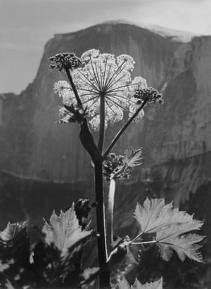 Flower, Half Dome, Yosemite Valley (Cow Parsnip) - Ansel Adams