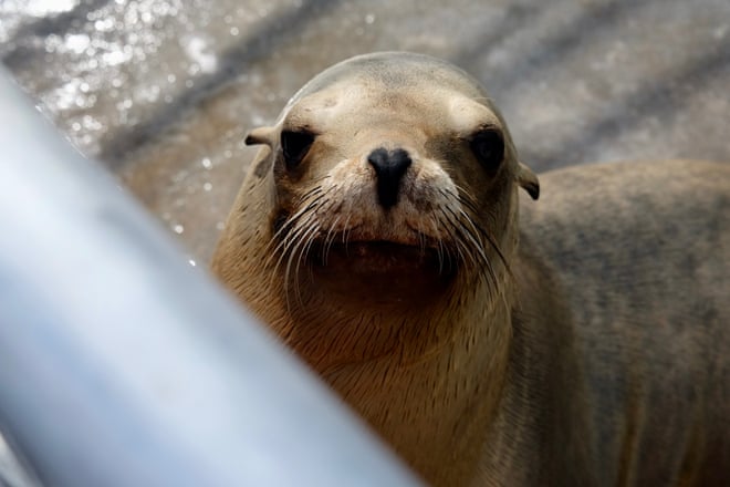 Inside the fight to save California’s dying sea lions from toxic algae: ‘We’re like 911 operators’ Inside the fight to save California’s dying sea lions from toxic algae: ‘We’re like 911 operators’