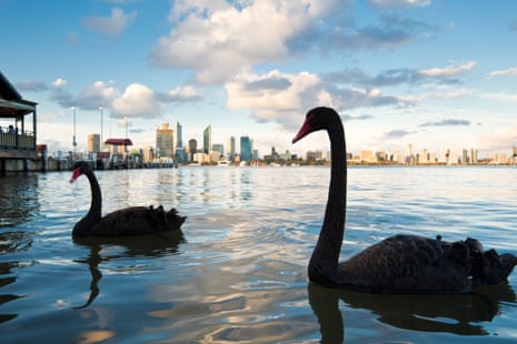 Black swans on Perth’s Swan River