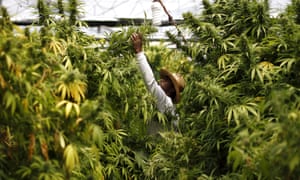 A worker harvests medical cannabis plants near Nazareth, Israel.