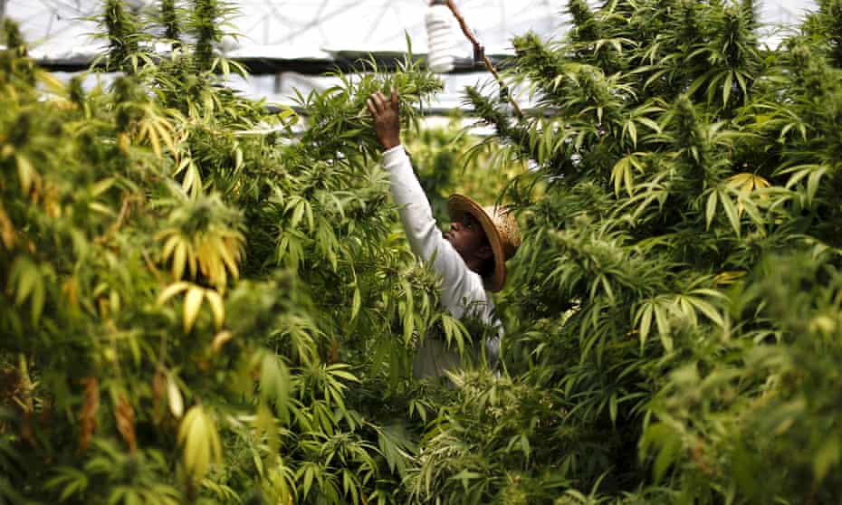 A worker harvests medical cannabis plants near Nazareth, Israel.