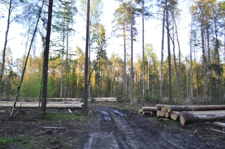 Forest logging in Bialowieza forest