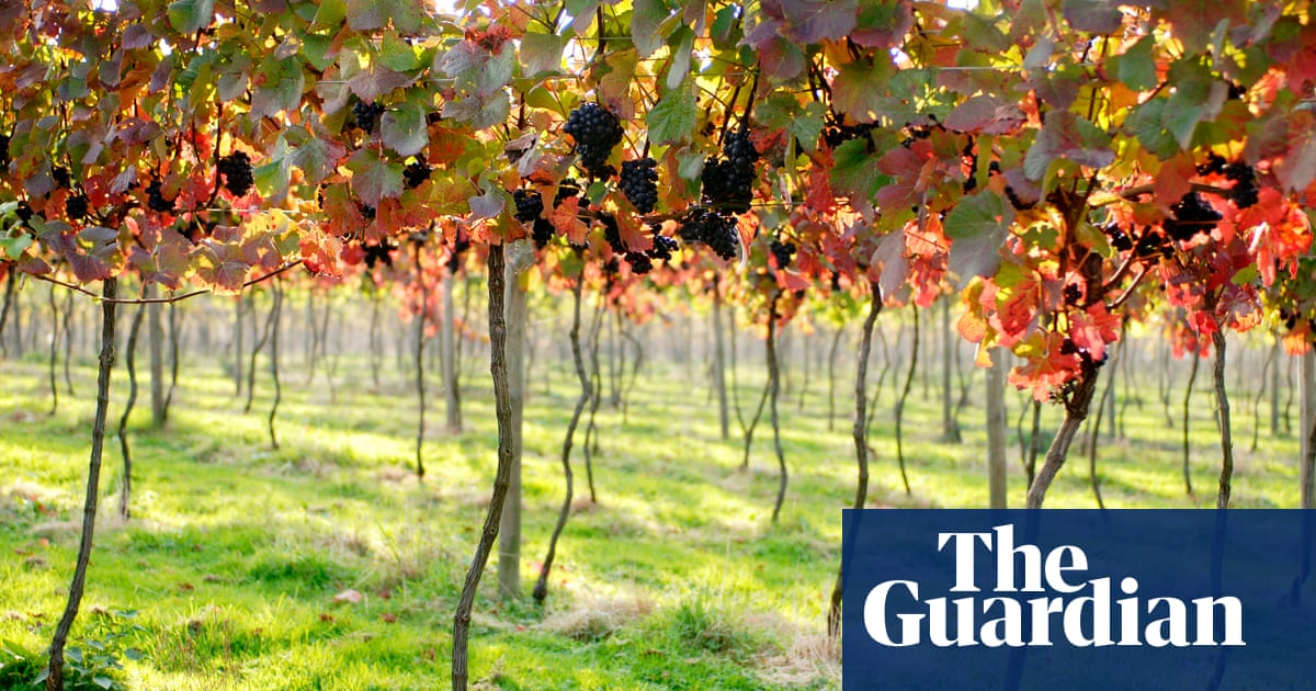 Avoir Images How English Wine Went From A Joke To Sales Of 6m Bottles A Year dernière salutations