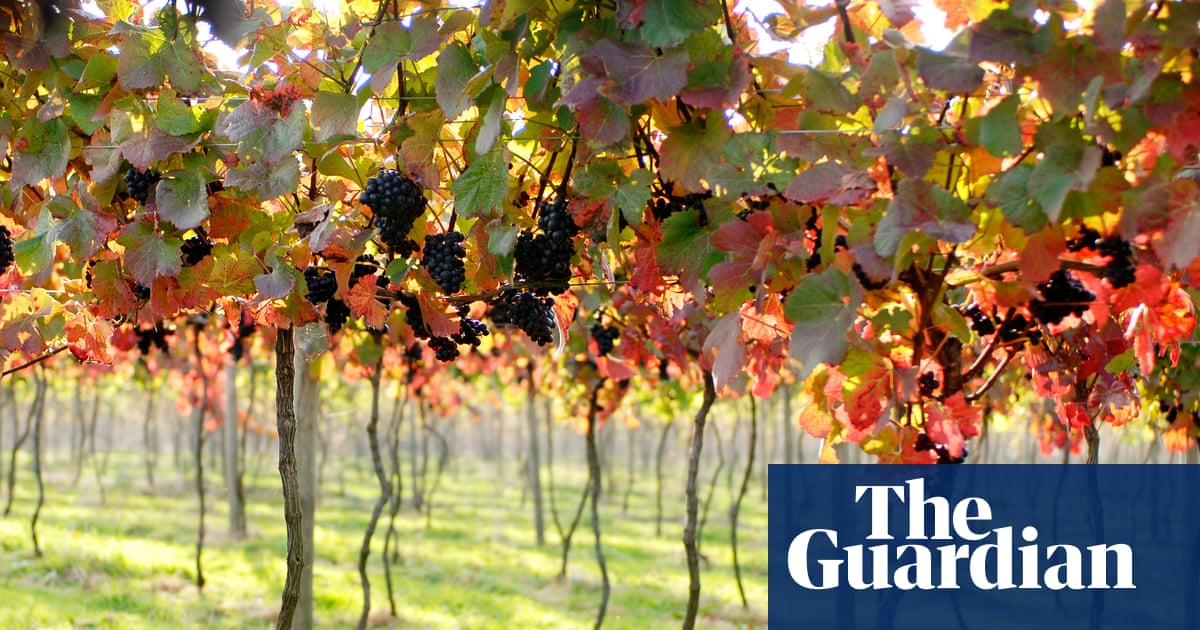 The future is rosy for English red wines