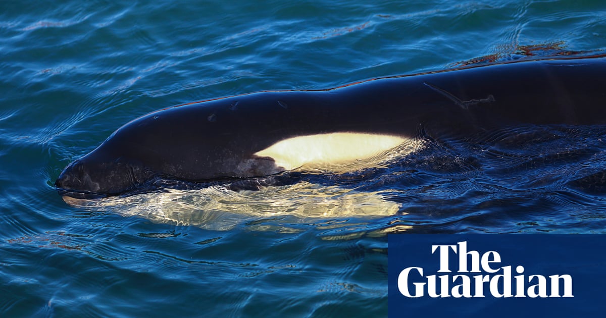 Stranded killer whale saved after hours-long rescue effort in Alaska
