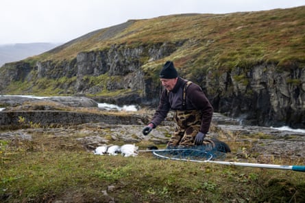 Farmed salmon in Blanda river. Blönduós, north Iceland.