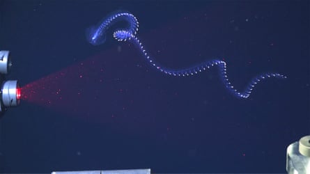 Curly wormlike creature with dots lit up along the length of its body and laser emitting red light
