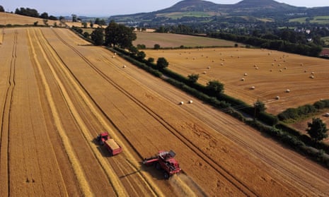 Wheat being harvested in fields between Galashiels and Melrose in the Scottish Borders.