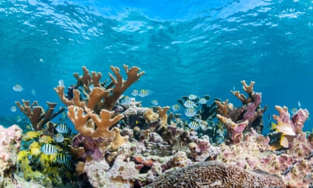 Underwater reef scene showing hard corals and schools of tropical fish in shallow water, Gardens of the Queens, Cuba.