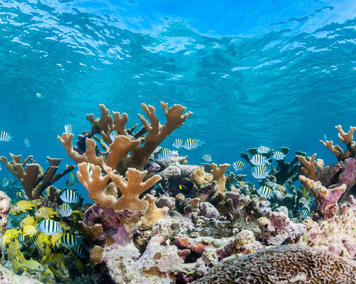 Corales cuerno de alce rodeados de peces en aguas poco profundas del Caribe