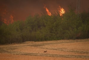 A fox flees a forest fire in Bilecik, Turkey