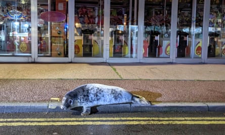 A seal pup lying on the pavement of a UK street.