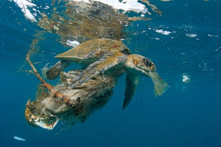 An olive ridley turtle snarled up in plastic waste near Contadora Island in Panama