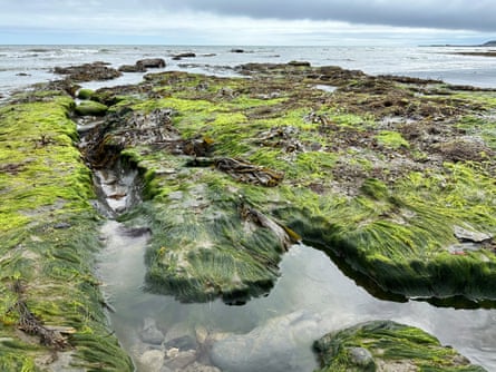 Gutweed intermingles with wrack and other seaweeds on Bar Ledges west of the river mouth at Charmouth.