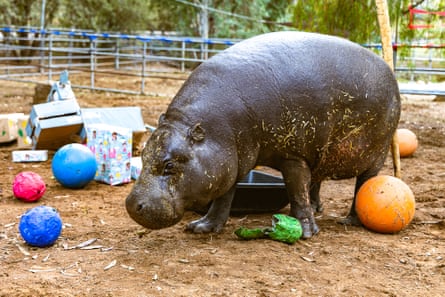 a hippo walks in an enclosure