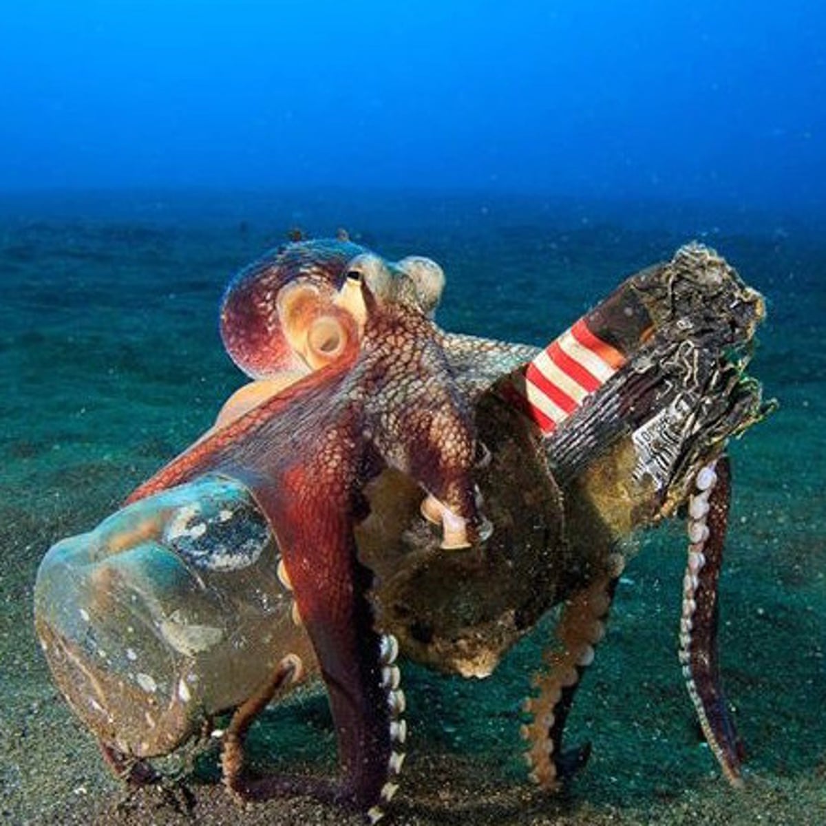Bottles, cans, batteries: octopuses found using litter on seabed | Marine life | The Guardian