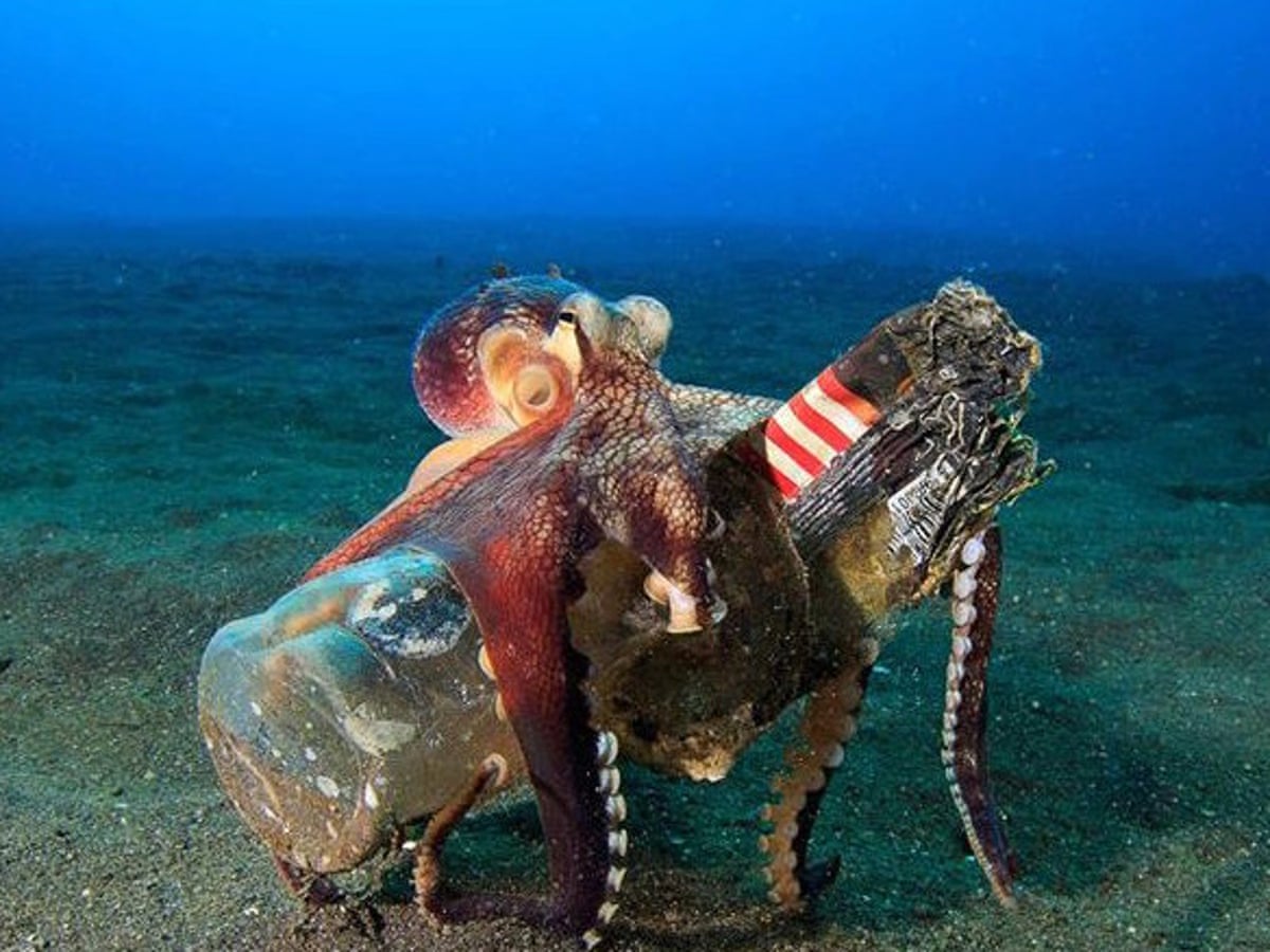 Bottles, cans, batteries: octopuses found using litter on seabed ...