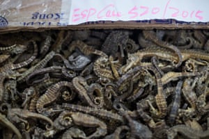 Dried Sea horses seized by Hong Kong’s Agriculture, Fisheries and Conservation Department