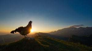 Black grouse at sunrise
