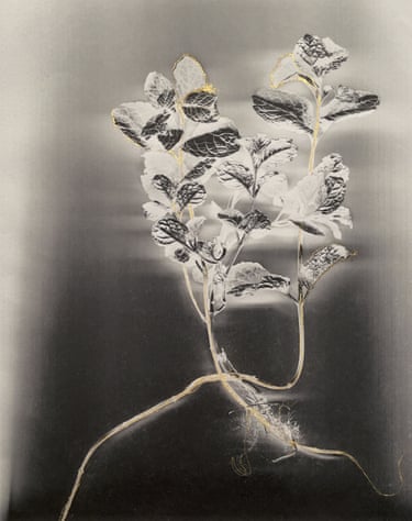 Mentha (from the series Seeds of Strength and Resilience)