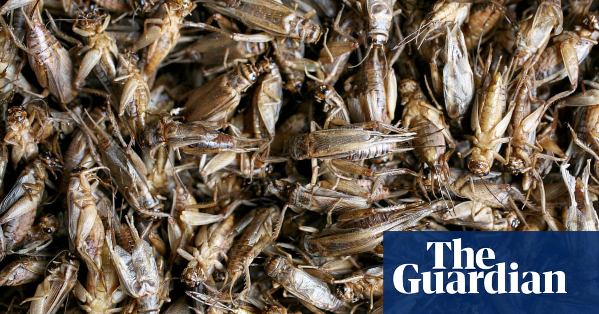 Yes, it is cricket: Italy gives go-ahead to insect flour for human use