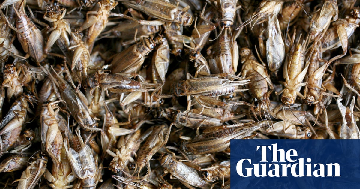 www.theguardian.com