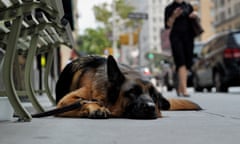 US-WEATHER-HEATWAVE<br>A dog lies on the sidewalk by a shop on Madison Avenue on July 19, 2013 in New York as a heatwave continues in the northeast.    AFP PHOTO/Stan HONDA (Photo by STAN HONDA / AFP) (Photo by STAN HONDA/AFP via Getty Images)