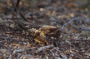 Individuals and populations category student winnerI See You by Elena Račevska, (Oxford Brookes University). A Madagascan nightjar having a daytime rest