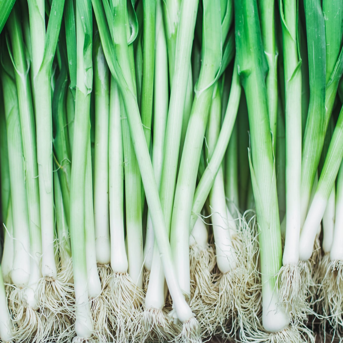 Spring Onion From Shallot at Diane Rearick blog