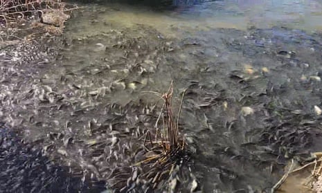 A screengrab from a video of carp at a farm in Moulamein, Australia