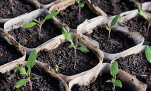Tomato seedling in boxes, growing in a greenhouse