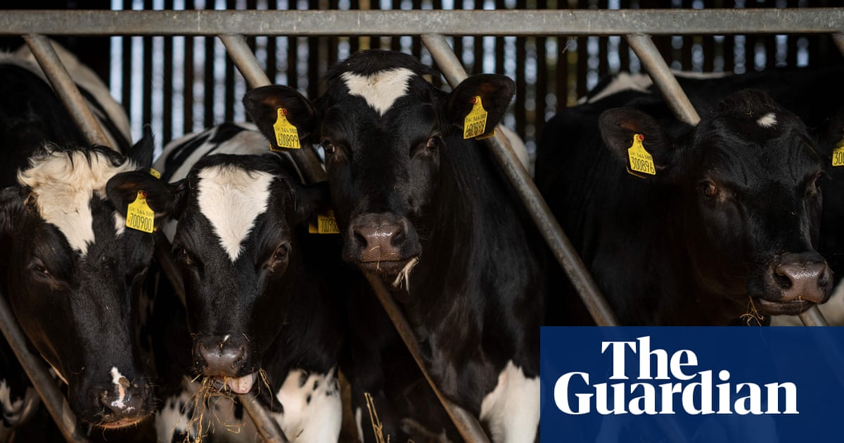 UK dairy farmers warn of price rises amid chronic staff shortages