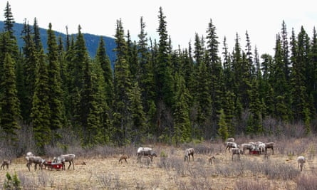 herd of female mountain caribou and some young calves seen at a distance on dry, brown grass with tall trees and mountains in the background