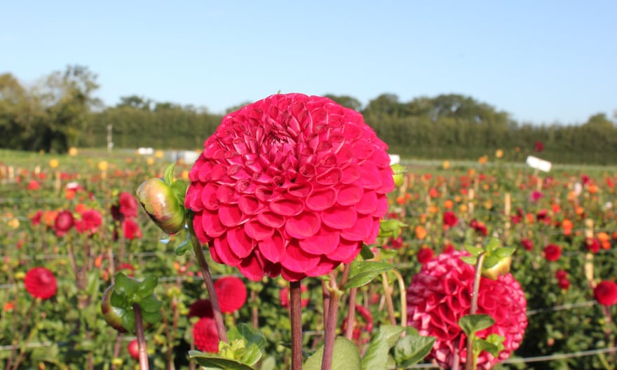 Garsons PYO Dahlias