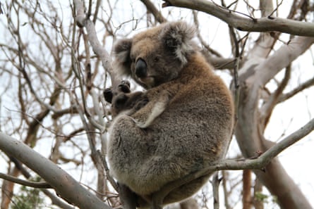 Koala with joey in a bare tree