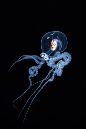 The larval mimic octopus is a glowing blue silhouette against dark water, with a huge transparent sax and coiling legs underneath