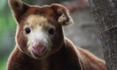 A Matschie’s tree-kangaroo at the Port Moresby Nature Park in Papua New Guinea