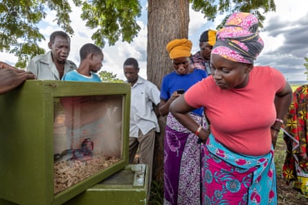 An African woman in a headdress looks into a glass-fronted box holding a cobra as other people stand nearby