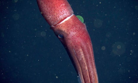 A cockeye squid (Histioteuthis heteropsis)