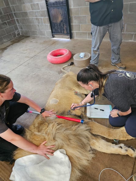 a lion getting their heart neat checked