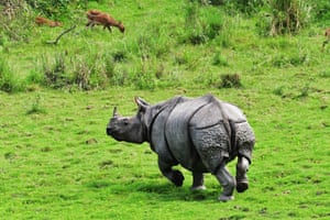 A one-horned rhinoceros runs as enumerators carry out their census in the Kaziranga National Park in Assam in north-eastern India