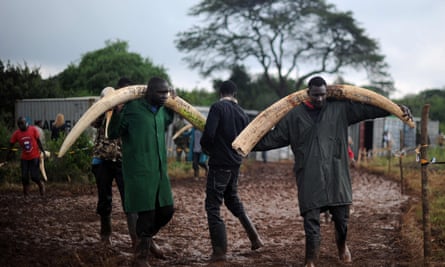 Volunteers carry elephant tusks to a burning site for a historic destruction of illegal ivory and rhino-horn confiscated mostly from poachers in Nairobi’s national park.