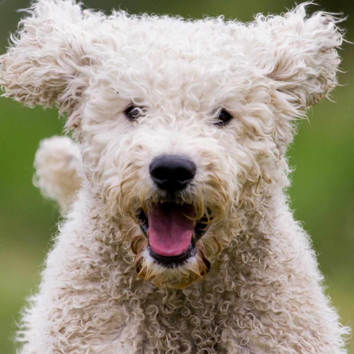 Labradoodle Study Reveals Dogs Are Actually Mostly Poodle Dogs The Guardian Labradoodle Study Reveals Dogs Are Actually Mostly Poodle Dogs The Guardian