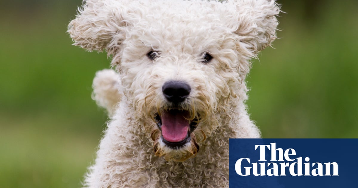 Labradoodle study reveals dogs are actually mostly poodle