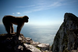 Um macaco macaque está nas alturas de Gibraltar