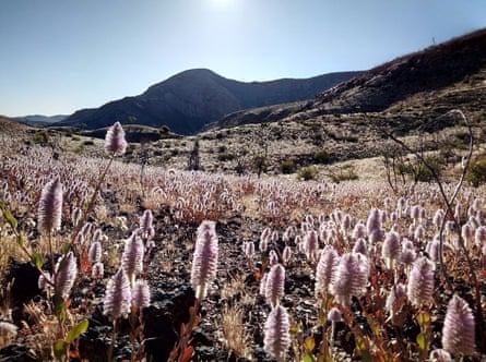 Larapinta Trail, above Tnorala