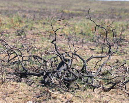 Burnt branches on dry ground