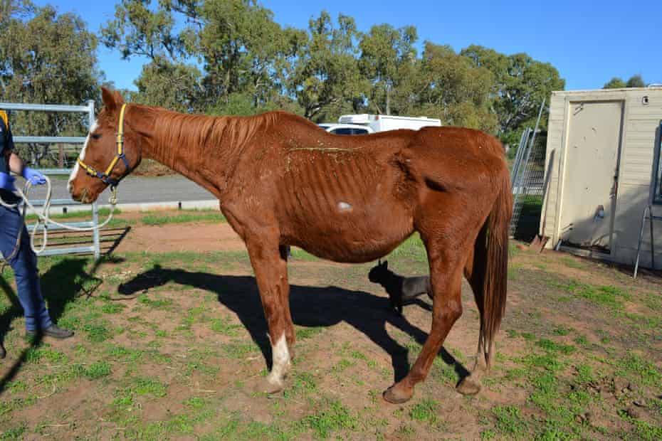 A horse seized from a Baroota property in 2019. Dora Ryan has been found guilty of 33 animal cruelty offences and the RSPCA is seeking her extradition from New Zealand.