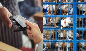 What’s the point of insisting on free-range eggs with your smashed avo if your savings are supporting live animal exports?